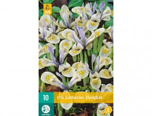 Iris Species Katharine