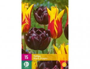 tulipes Black Pepper