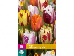 Tulipes Flaming Beauty Mix