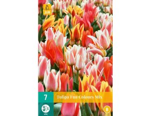 bulbes tulipes fun colours mix