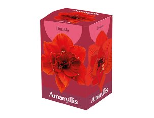 coffret cadeau Amaryllis double rouge