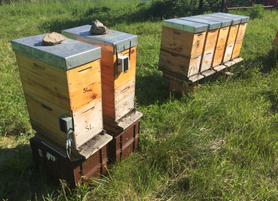 photo ruche apiculture