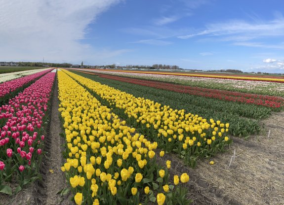 champ tulipes 