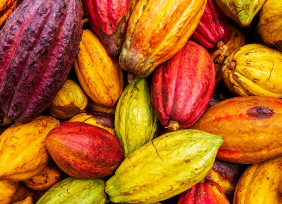 fèves de cacao