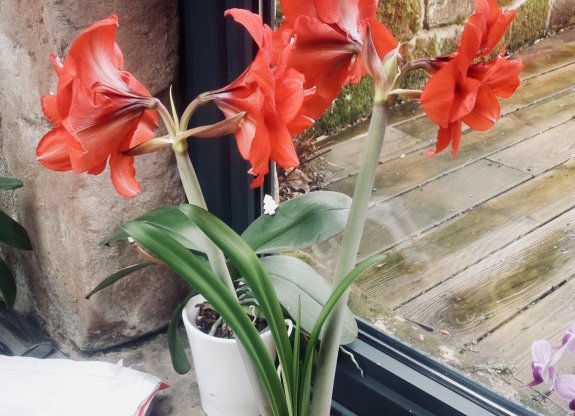 amaryllis