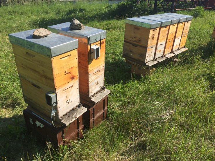 photo ruche apiculture