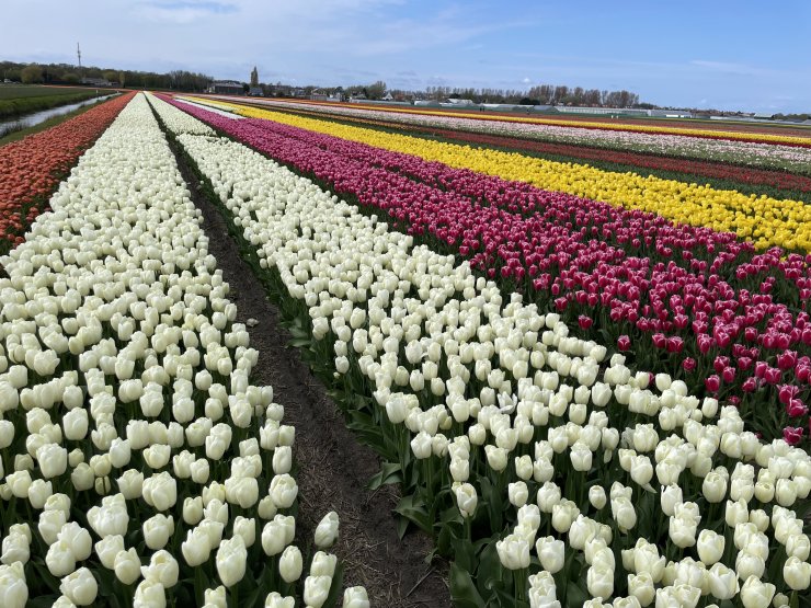 champs de tulipes sinergy