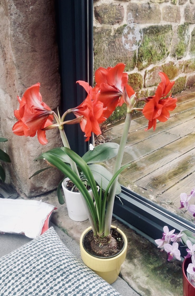 amaryllis