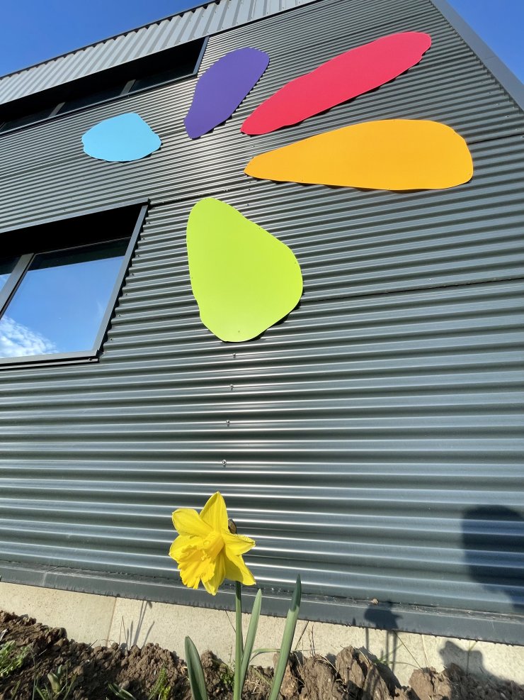 Première jonquille Sinergy