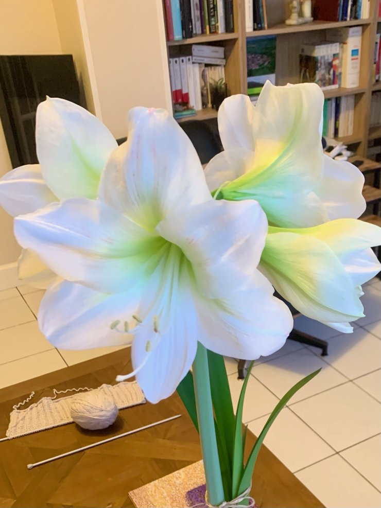 amaryllis blanche
