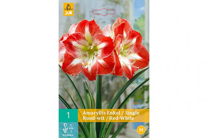 Amaryllis Simple Rouge et Blanc 