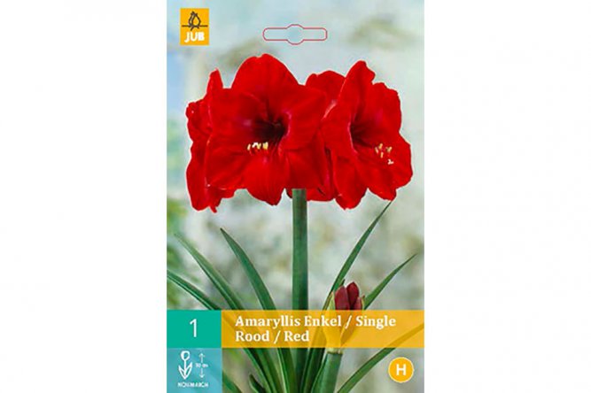 Amaryllis Simple Rouge