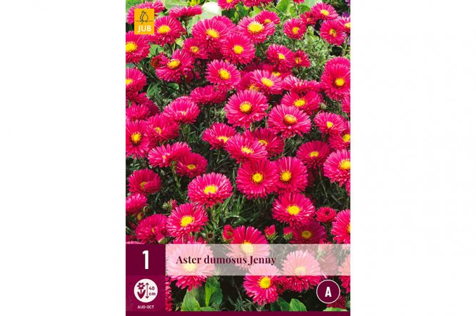 Aster Rose