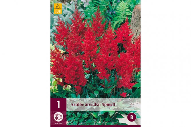 Astilbe Rouge