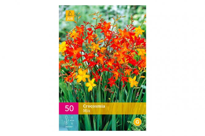 Crocosmia Mix