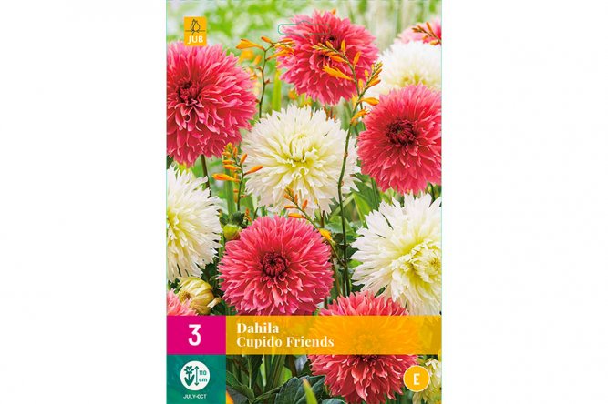 Dahlias Cupido