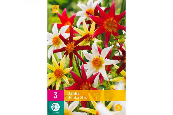 Dahlias Honka