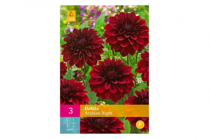 Dahlias Arabian Nights