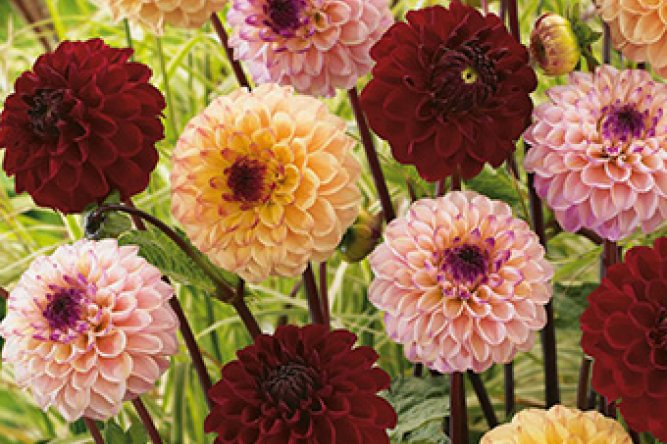 Dahlias Jill Mix