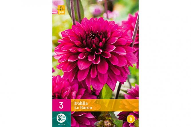 Dahlias Le Baron