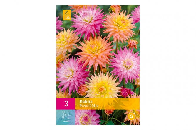 Dahlias Pastels