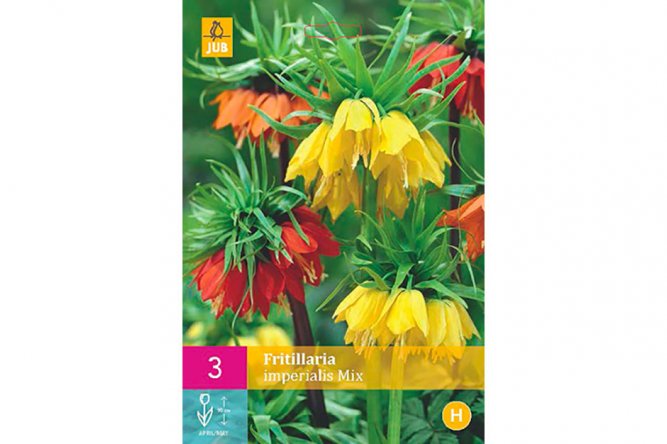 Fritillaria Impérialis