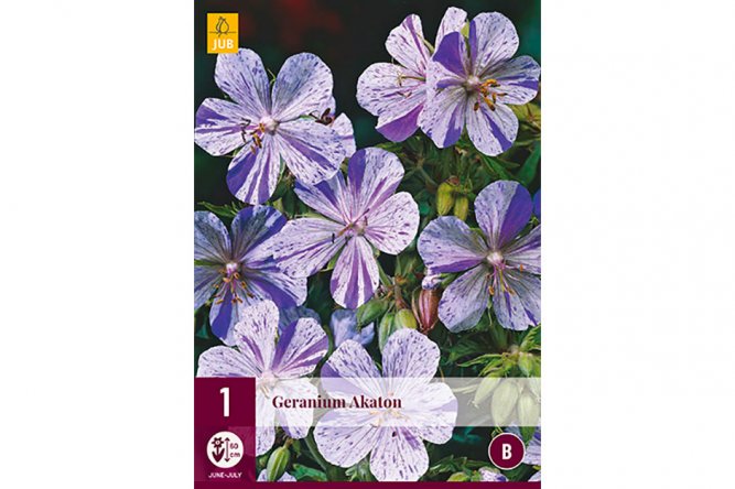 Geranium