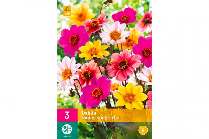 Dahlias Happy Single Mix