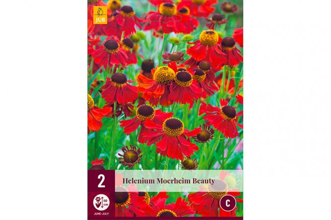 Helenium