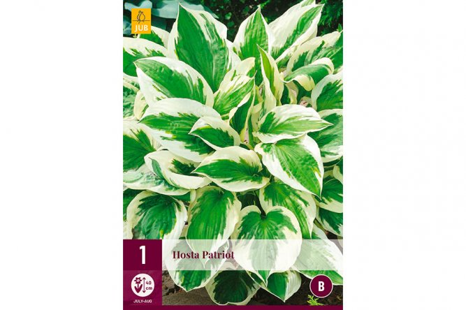 Hosta