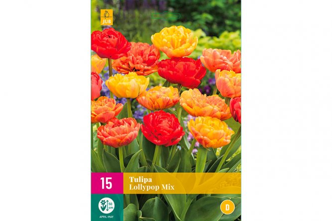 Tulipes Lollypop