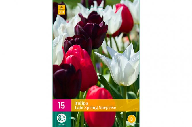 Tulipes Late Spring Surprise