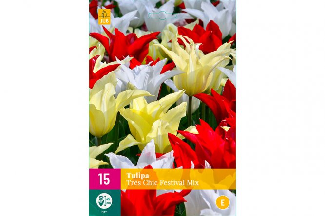 Tulipes Très Chic Festival Mix