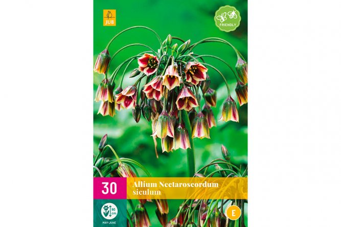 Alliums Siculum