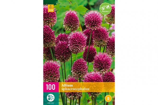 Alliums Sphaerocephalon