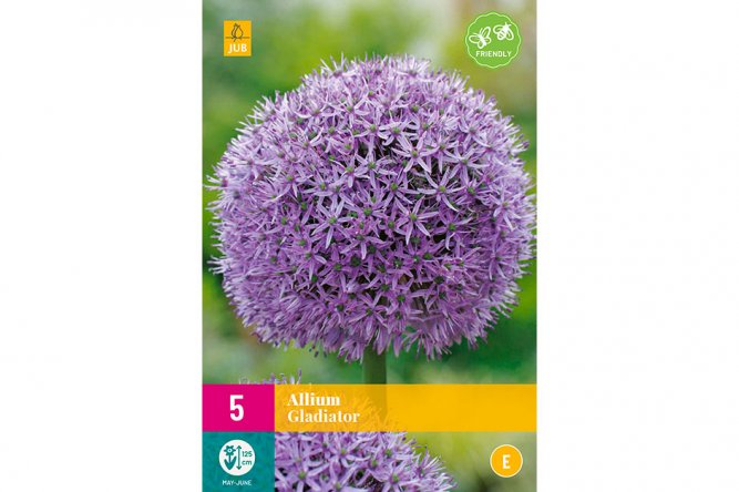 Alliums Gladiator