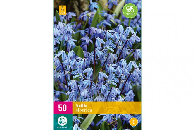 Scilla bleues