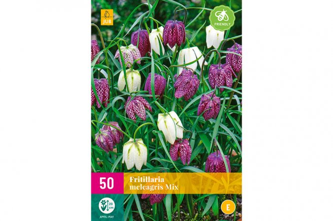 Fritillaria Meleagris
