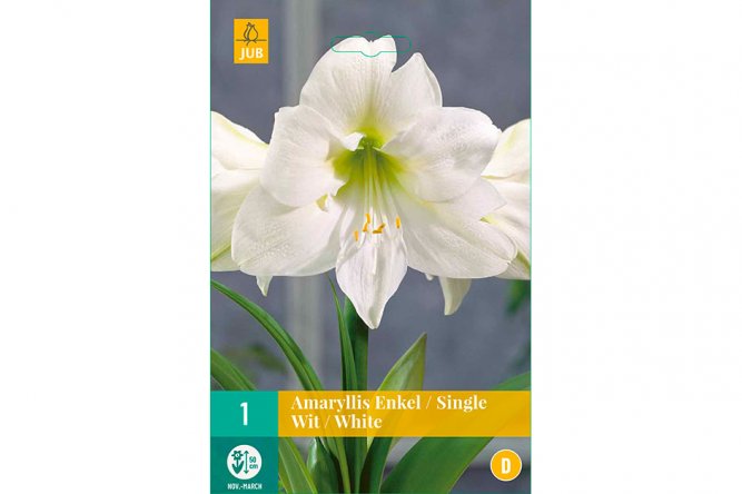 Amaryllis Simple Blanche