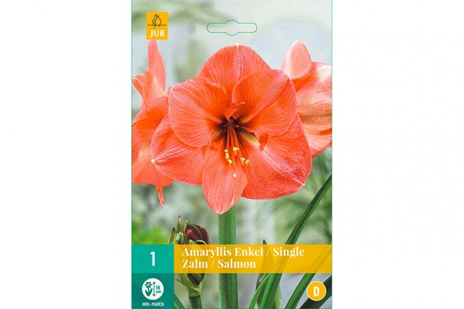 Amaryllis Simple Saumon  