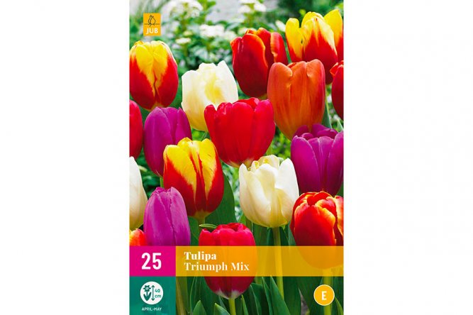 Tulipes Triumph Mix