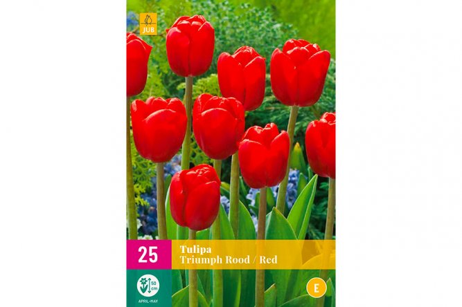 Tulipes Triumph Rouges