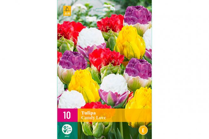 Tulipes Candy Love 