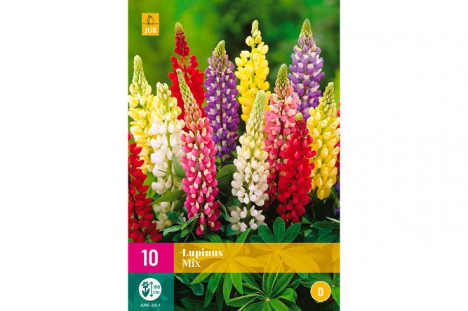 Lupinus Mix