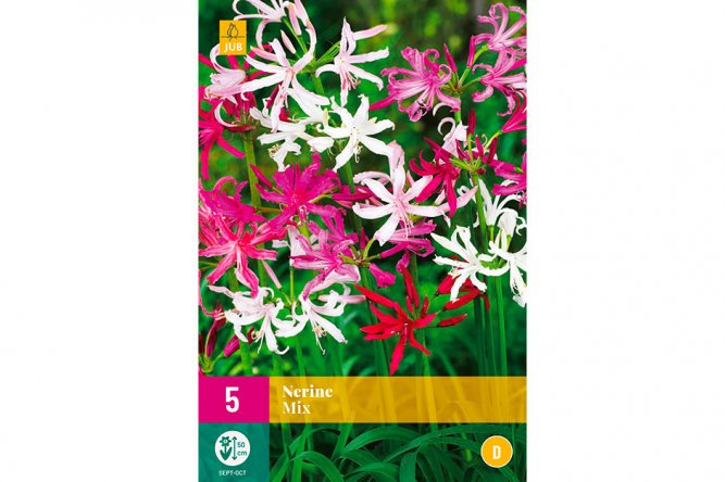 Nerine Mix