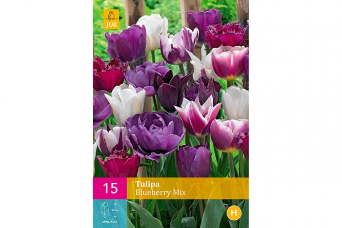 Tulipes Blueberry Variées