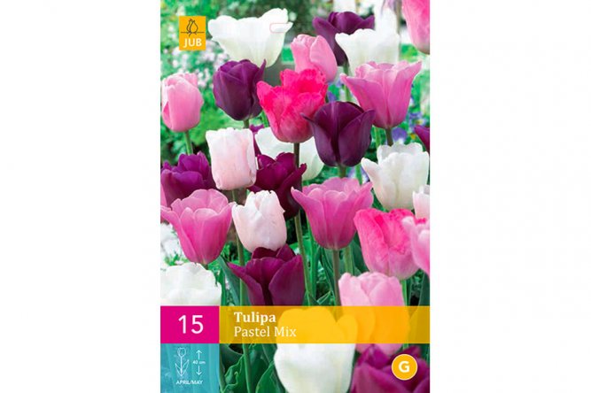 Tulipes Pastel Variées