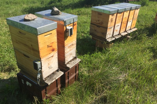 photo ruche apiculture