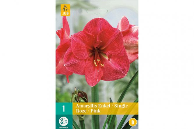 Amaryllis Simple Rose