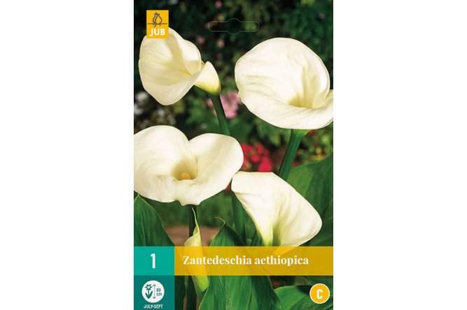 Zantedeschia / Arum